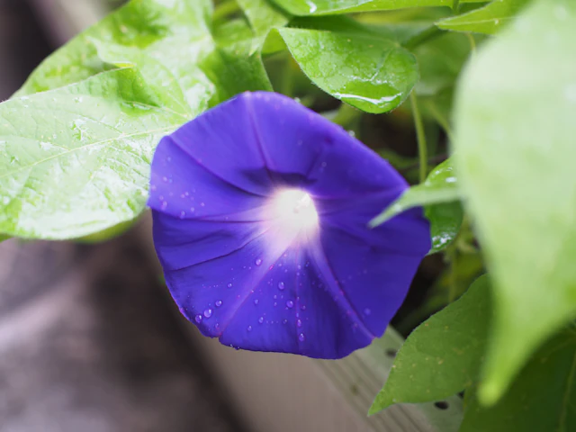 今季初アサガオ開花