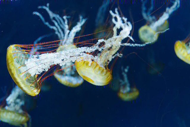 新江ノ島水族館